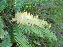 Blechnum punctulatum