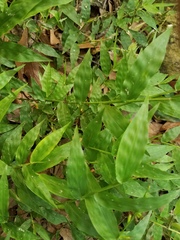 Oplismenus hirtellus setarius
