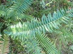 Blechnum punctulatum