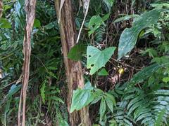 Zehneria japonica