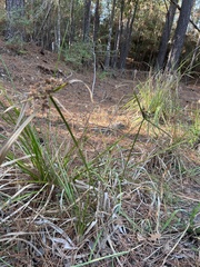 Cyperus entrerianus
