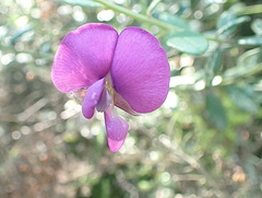 Podalyria buxifolia