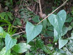 Zehneria japonica