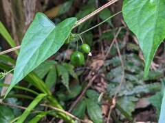 Zehneria japonica