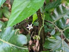 Zehneria japonica