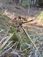 Cyperus entrerianus