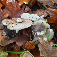 Russula parazurea