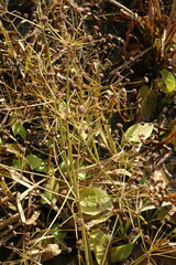 Alisma plantago-aquatica