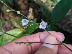 Codonacanthus pauciflorus