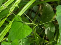 Zehneria japonica