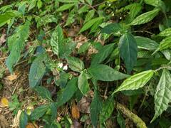 Codonacanthus pauciflorus