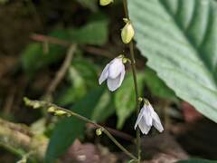 Codonacanthus pauciflorus