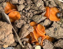 Phaeohelotium baileyanum