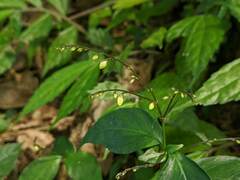Codonacanthus pauciflorus