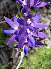 Thelymitra macrophylla