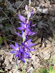 Thelymitra macrophylla