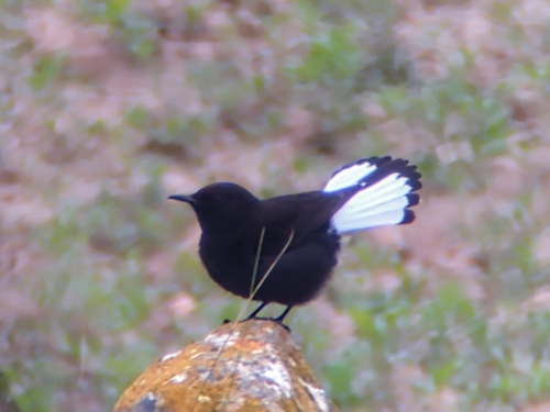 Collalba negra (Oenanthe leucura)