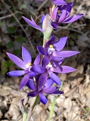 Thelymitra macrophylla