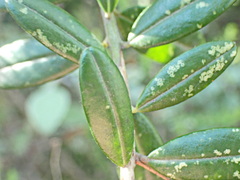 Podalyria buxifolia