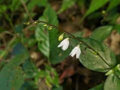 Codonacanthus pauciflorus