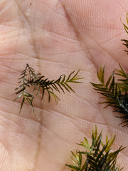 Fissidens fontanus