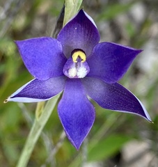 Thelymitra graminea