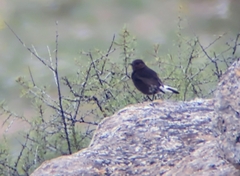 Oenanthe leucura