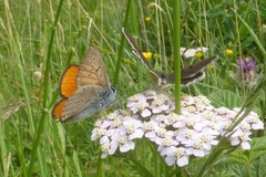 Lycaena tityrus subalpina