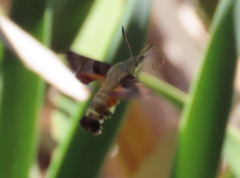 Macroglossum trochilus