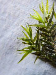 Fissidens fontanus