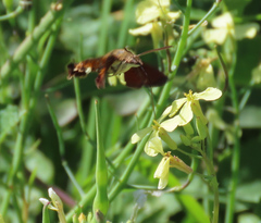 Macroglossum trochilus