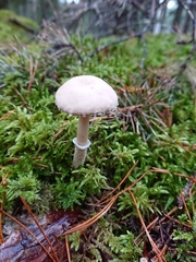 Cystoderma carcharias