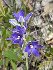Thelymitra graminea