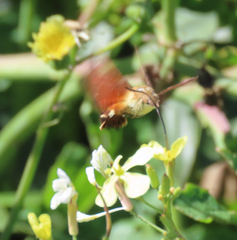 Macroglossum trochilus