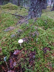 Cystoderma carcharias