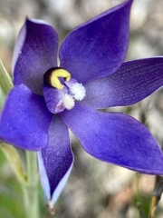 Thelymitra graminea