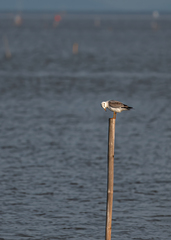 Chroicocephalus brunnicephalus