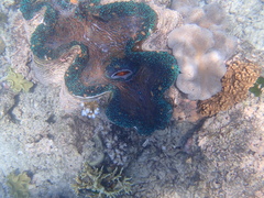 Tridacna