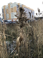 Phragmites australis
