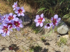 Leucocoryne purpurea