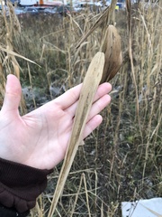 Phragmites australis