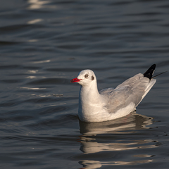 Chroicocephalus brunnicephalus