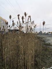 Phragmites australis
