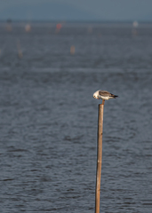 Chroicocephalus brunnicephalus