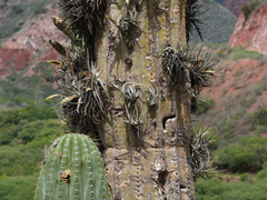 Tillandsia xiphioides