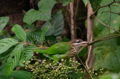 Psilopogon viridis