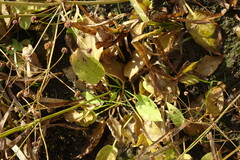 Alisma plantago-aquatica