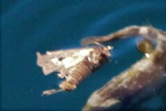 Paectes abrostoloides