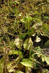 Alisma plantago-aquatica