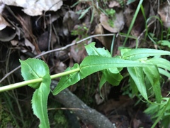 Penstemon campanulatus